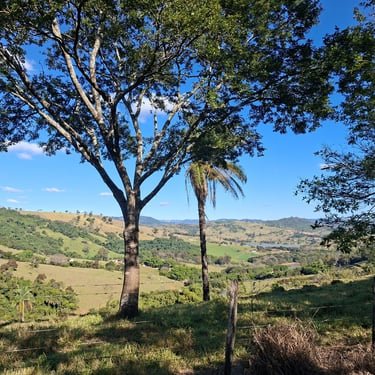 Campo
