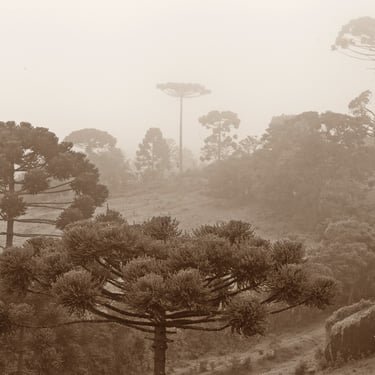 Campo