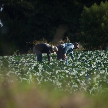 Campo